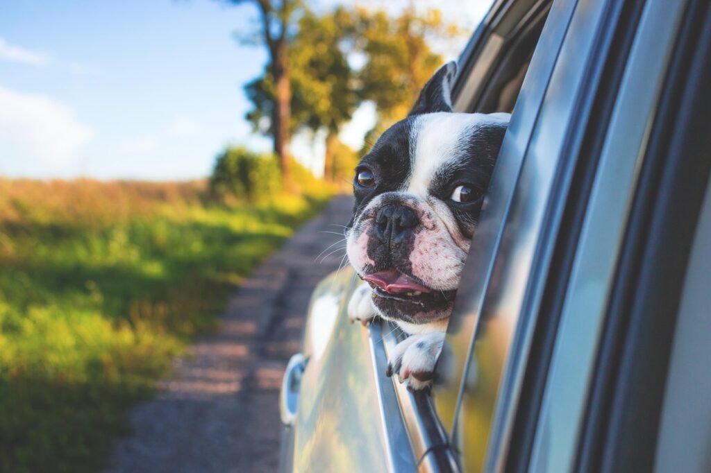 dog, pet, car window, nature, drive, road trip, animal, bulldog, canine, car, window, portrait, mammal, dog portrait, dog, dog, dog, dog, road trip, road trip, car, car wallpapers, car, car, car, car